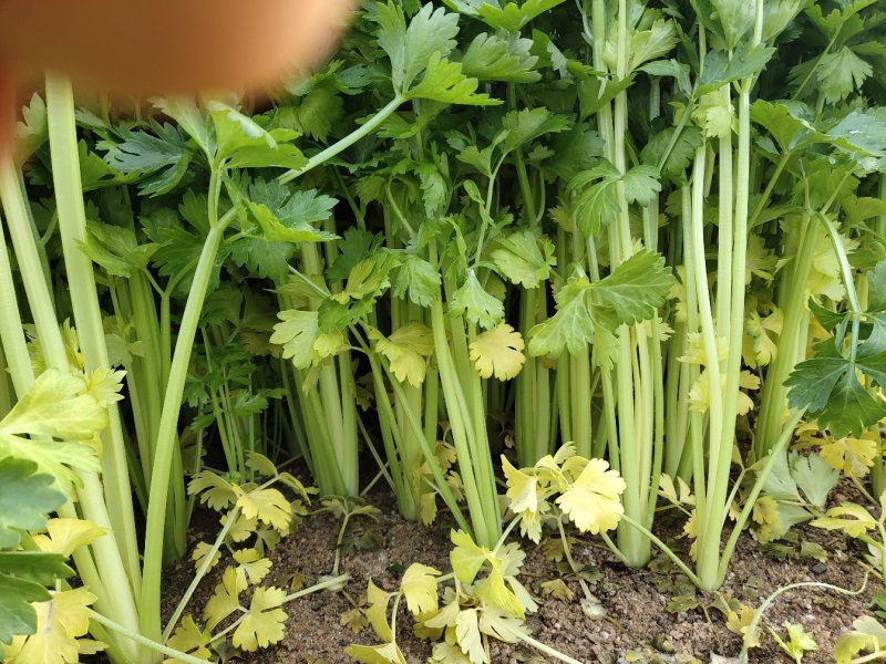 本人大量供应芹菜，毛芹，西芹，长度适中，粗细均匀，色泽鲜