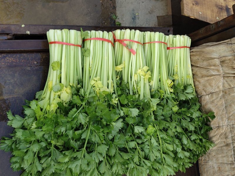 本人大量供应芹菜，毛芹，西芹，长度适中，粗细均匀，色泽鲜