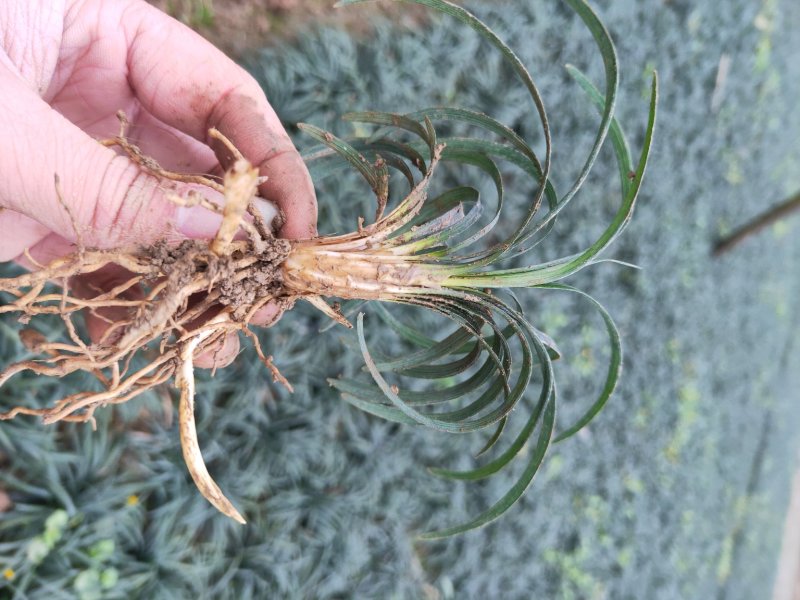 湖南省郴州市苏仙区无土精品优质无虫害玉龙草