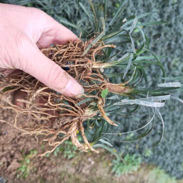 湖南省郴州市苏仙区无土精品优质无虫害玉龙草