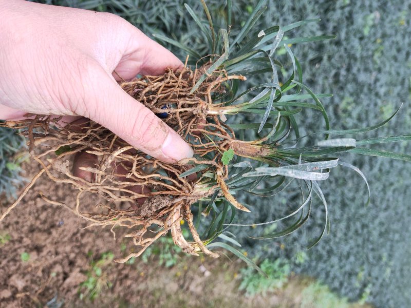 湖南省郴州市苏仙区无土精品优质无虫害玉龙草