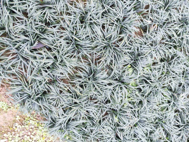湖南省郴州市苏仙区无土精品优质无虫害玉龙草
