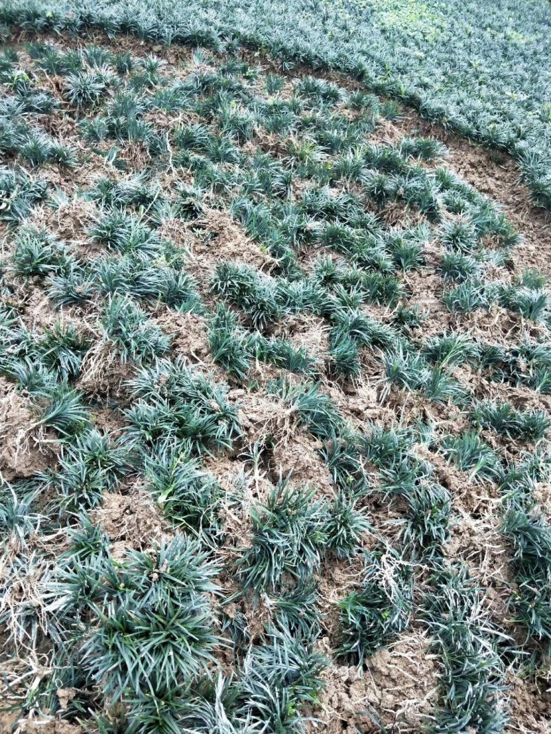 湖南省郴州市苏仙区无土精品优质无虫害玉龙草