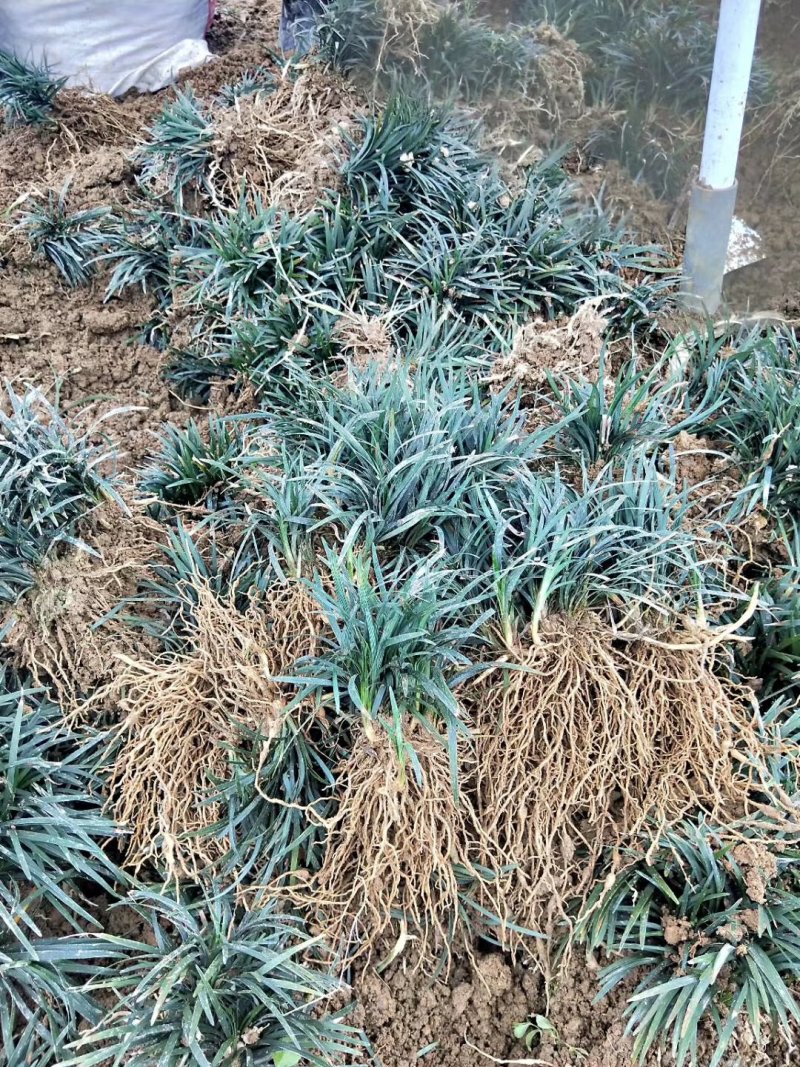 湖南省郴州市苏仙区无土精品优质无虫害玉龙草
