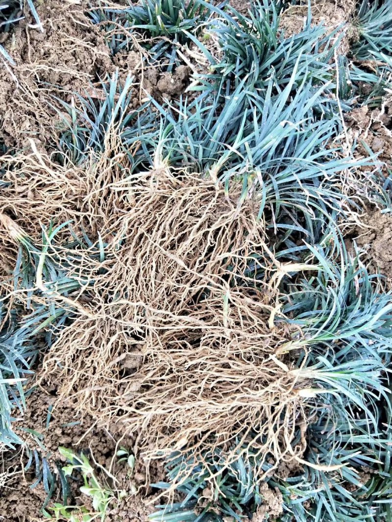 湖南省郴州市苏仙区无土精品优质无虫害玉龙草