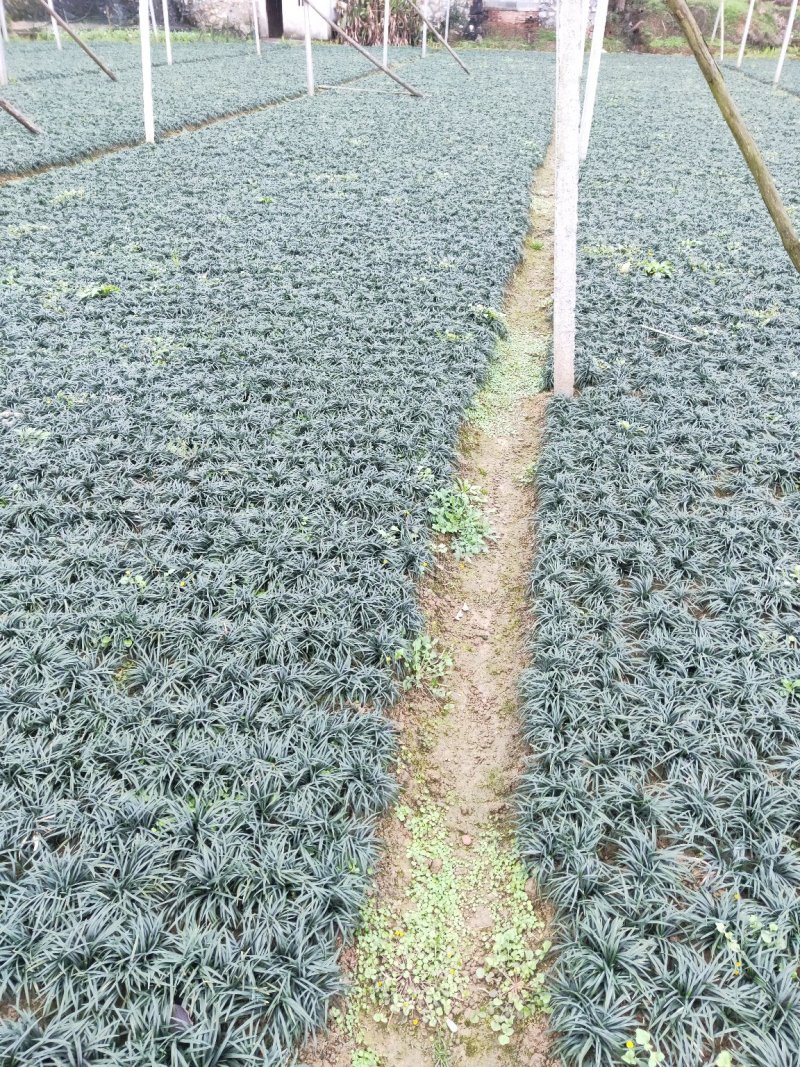 湖南省郴州市苏仙区无土精品优质无虫害玉龙草