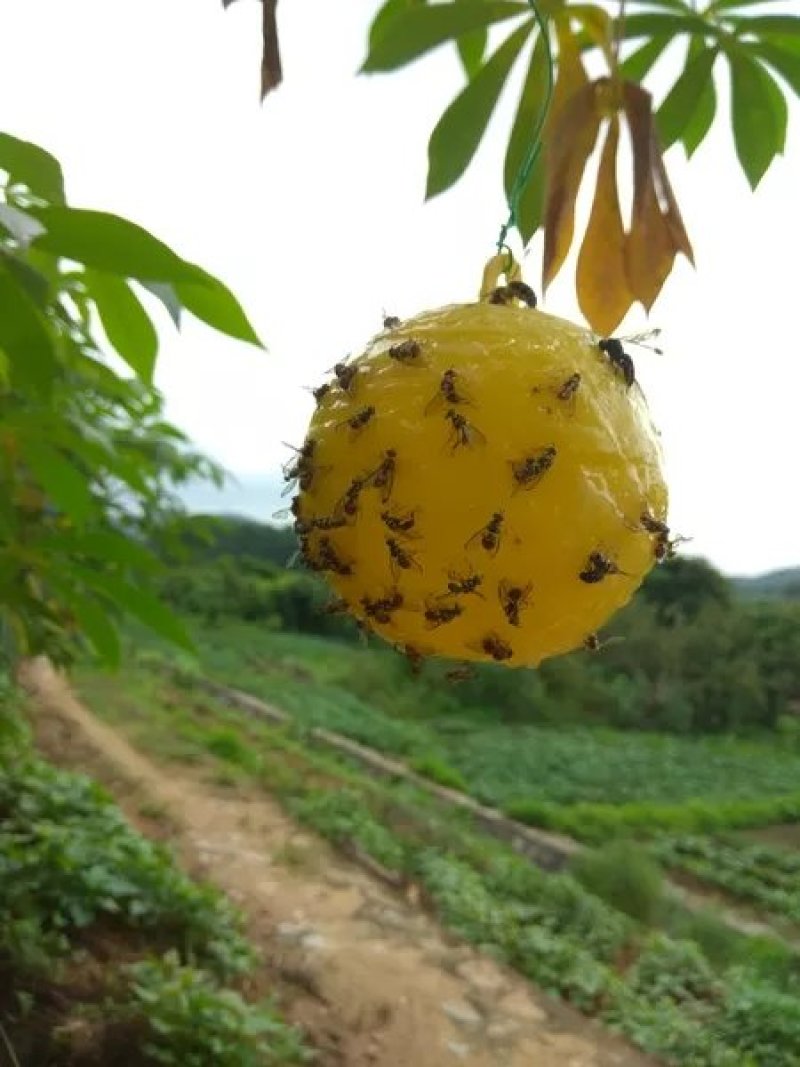果蝇诱粘器果蝇球诱粘球诱蝇球悬挂