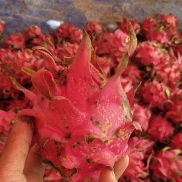 花皮火龙果