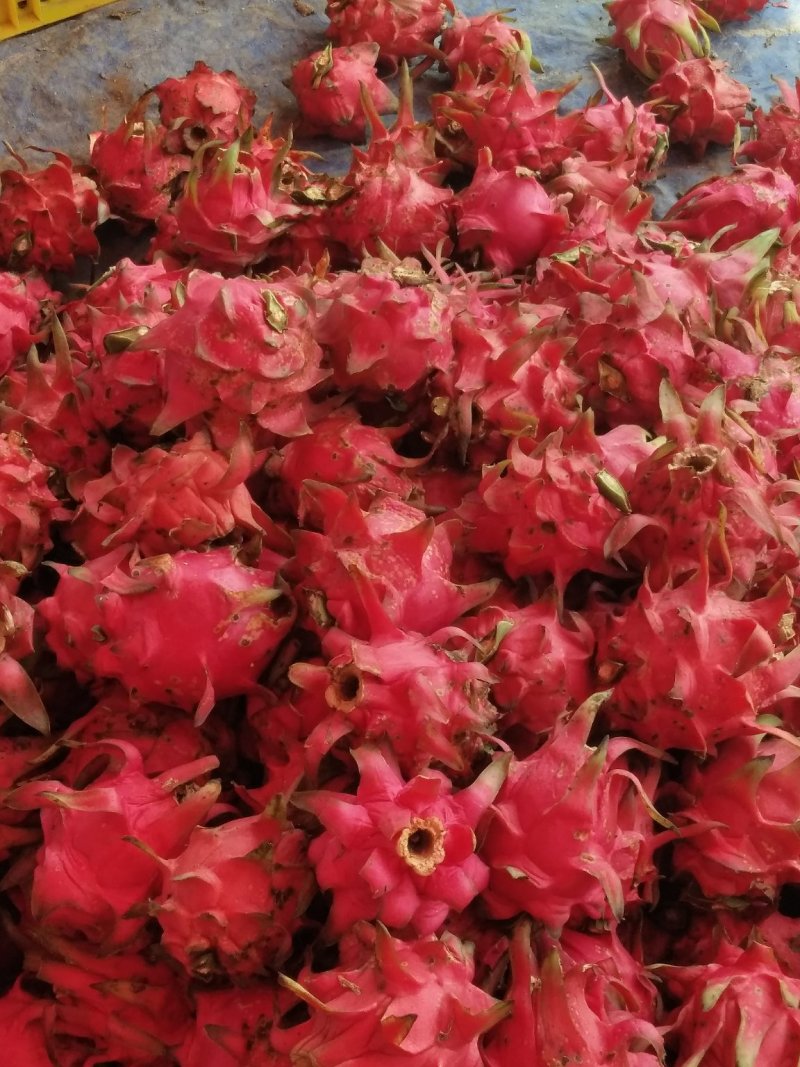 花皮火龙果