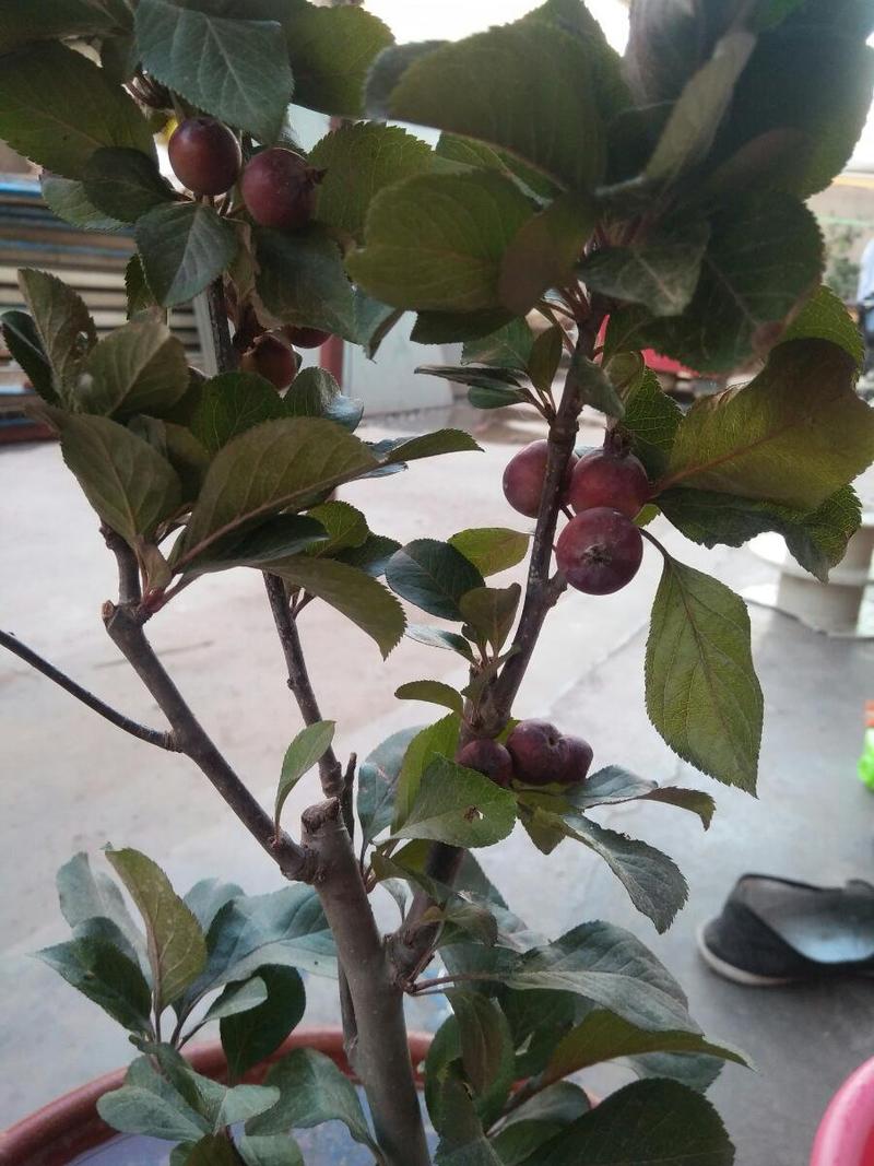 矮化梨树苗盆栽红啤梨早酥红梨当年结果盆景苗南北方种植梨树