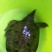 龟鳖类