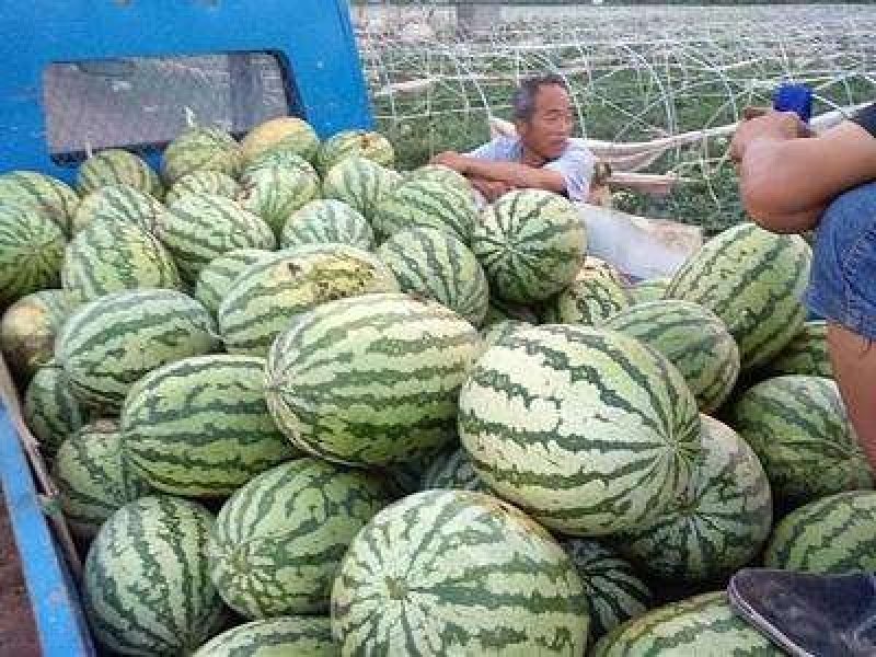 湖北宜城【金城5号西瓜】八成熟十斤起步、头茬瓜、包熟包甜