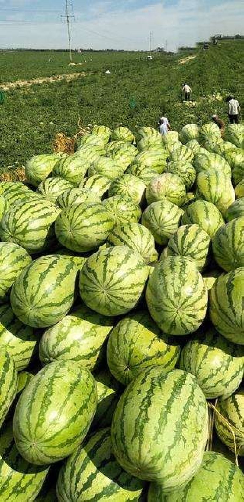 湖北宜城【金城5号西瓜】八成熟十斤起步、头茬瓜、包熟包甜
