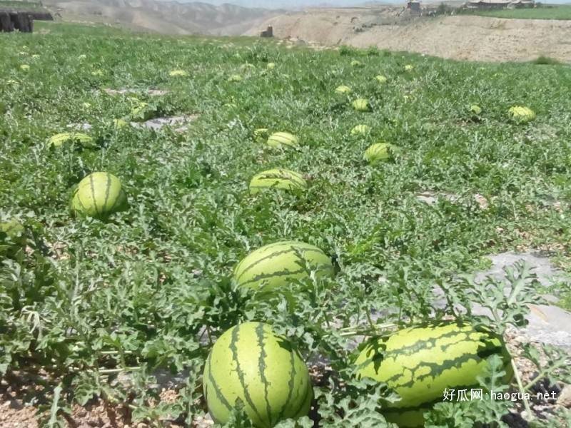 湖北宜城【金城5号西瓜】八成熟十斤起步、头茬瓜、包熟包甜