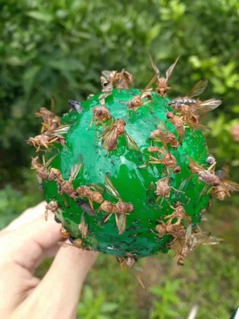 果蝇诱粘器果蝇球诱粘球诱蝇球悬挂