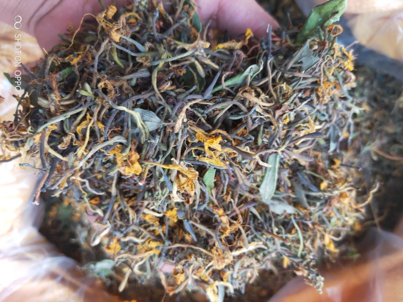 野生金银花