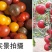 西红柿苗硬粉亮粉大果圣女果苗耐热抗病不裂果