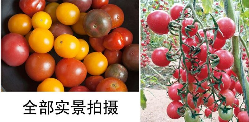 西红柿苗硬粉亮粉大果圣女果苗耐热抗病不裂果