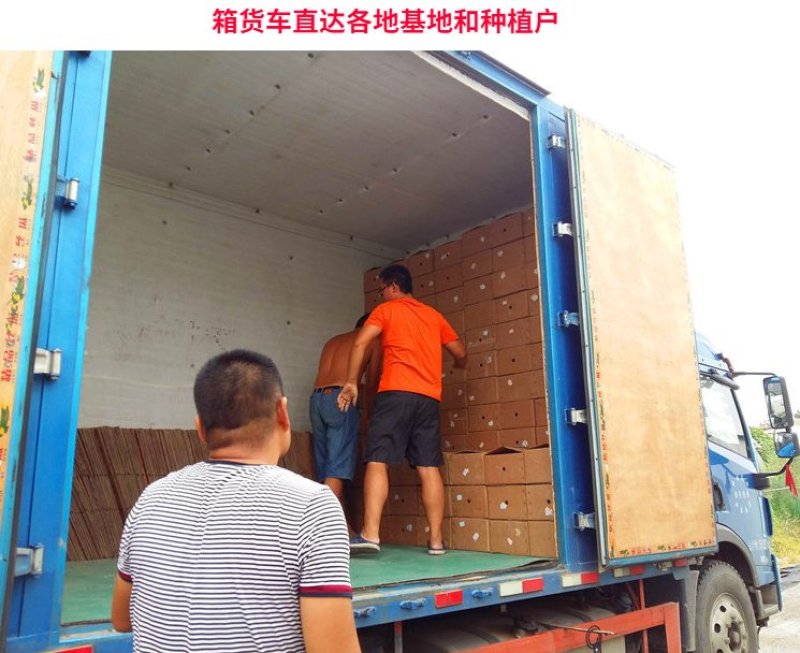 西红柿苗硬粉亮粉大果圣女果苗耐热抗病不裂果