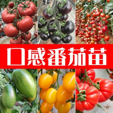 西红柿苗硬粉亮粉大果圣女果苗耐热抗病不裂果