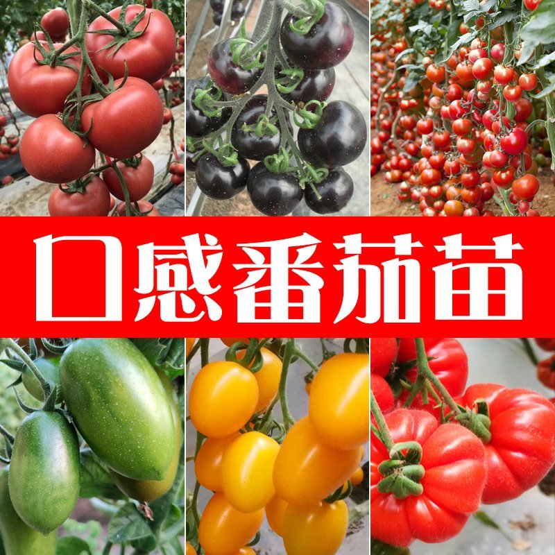 西红柿苗硬粉亮粉大果圣女果苗耐热抗病不裂果