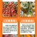 西红柿苗硬粉亮粉大果圣女果苗耐热抗病不裂果