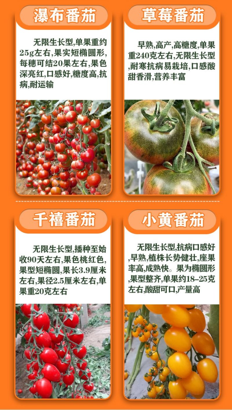 西红柿苗硬粉亮粉大果圣女果苗耐热抗病不裂果