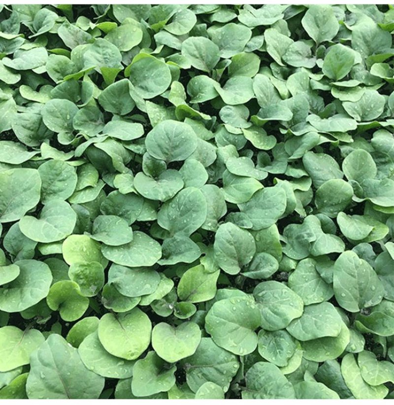 嫁接茄子苗绿萼紫萼圆茄长茄黑茄765等特级苗