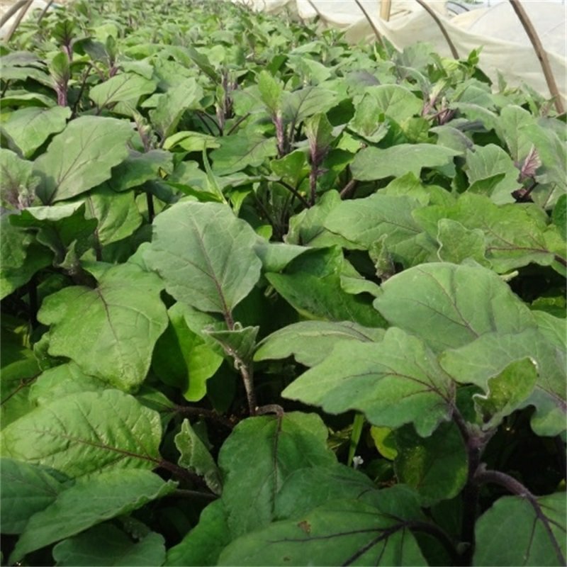 嫁接茄子苗绿萼紫萼圆茄长茄黑茄765等特级苗