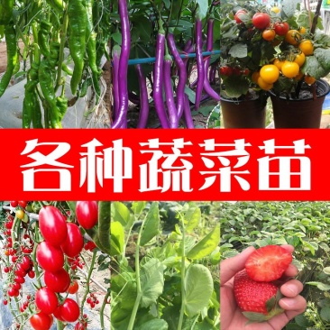 嫁接茄子苗绿萼紫萼圆茄长茄黑茄765等特级苗