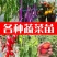 嫁接茄子苗绿萼紫萼圆茄长茄黑茄765等特级苗