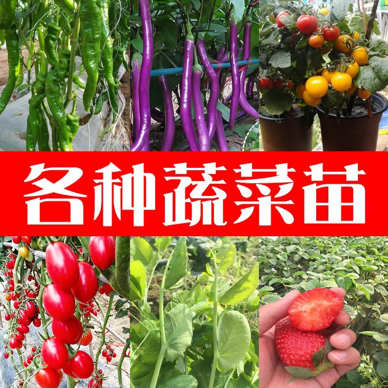 嫁接茄子苗绿萼紫萼圆茄长茄黑茄765等特级苗