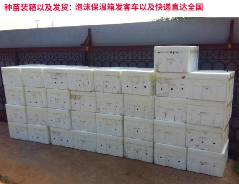嫁接茄子苗绿萼紫萼圆茄长茄黑茄765等特级苗