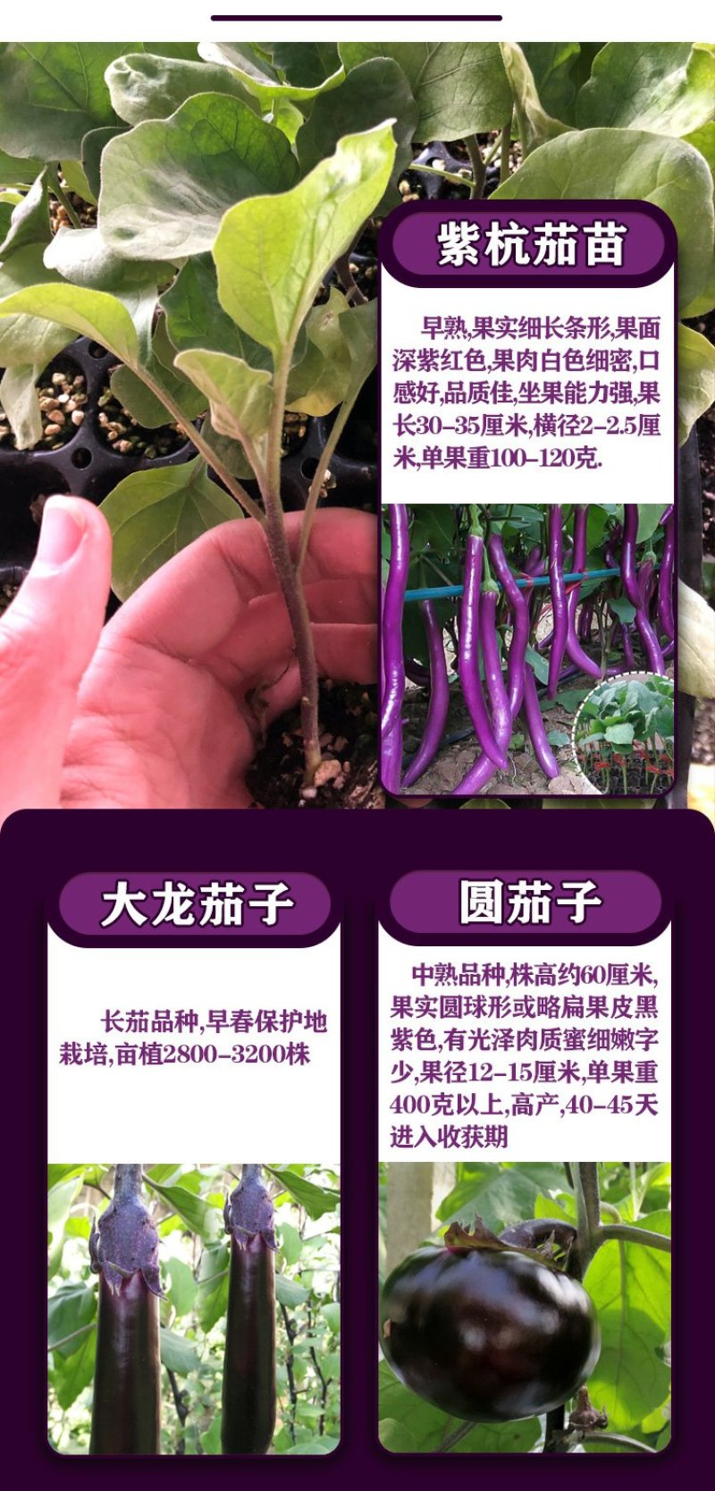 嫁接茄子苗绿萼紫萼圆茄长茄黑茄765等特级苗