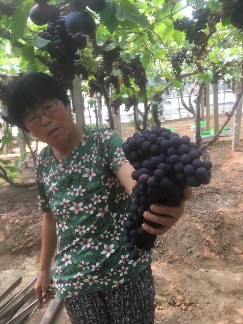 葡萄河北玫瑰香