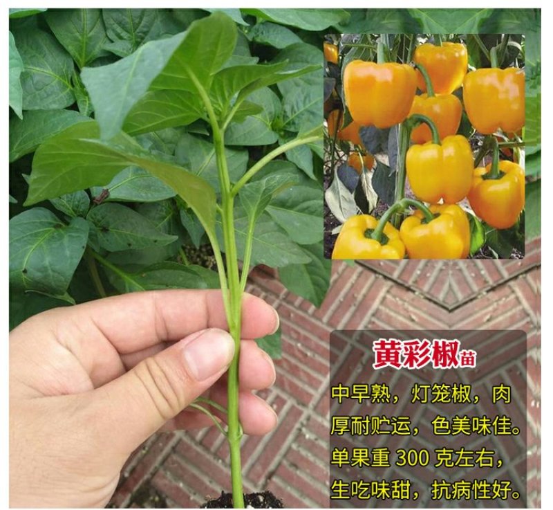 基地直供特级尖椒苗螺丝椒苗圆椒苗抗病高产