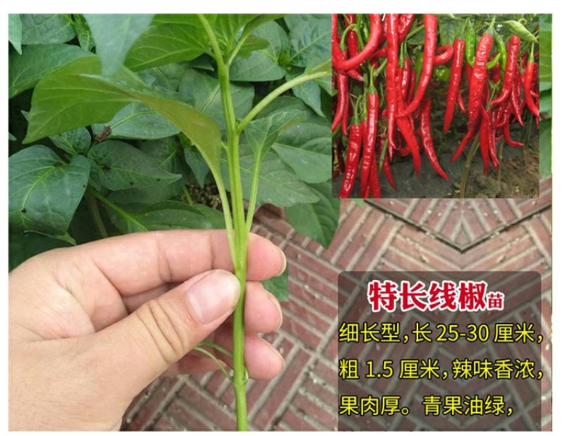 基地直供特级尖椒苗螺丝椒苗圆椒苗抗病高产