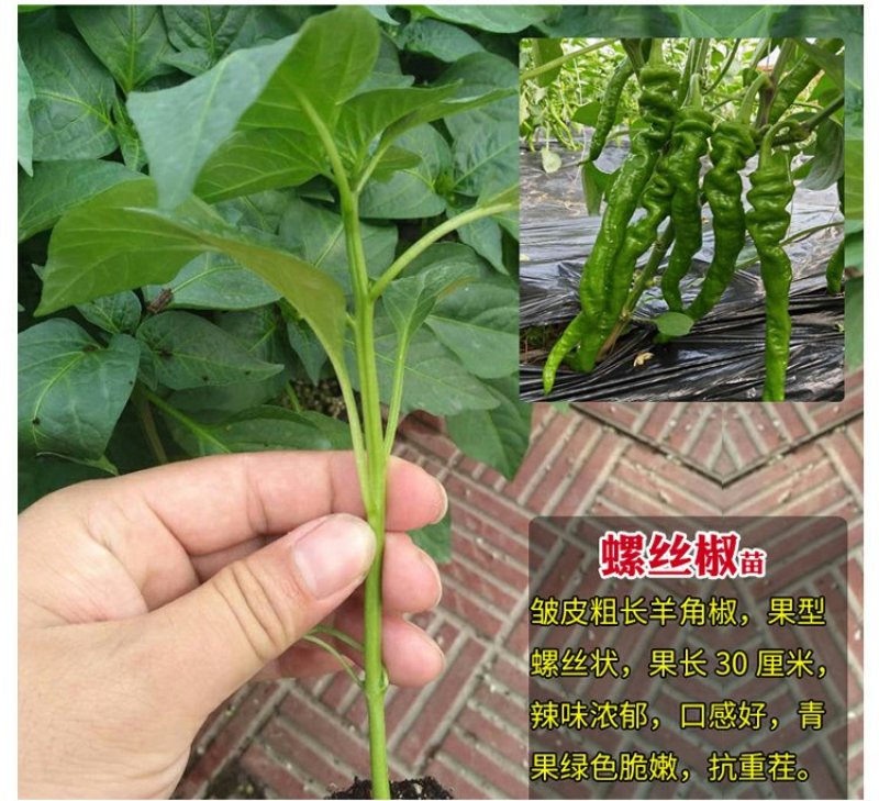 基地直供特级尖椒苗螺丝椒苗圆椒苗抗病高产