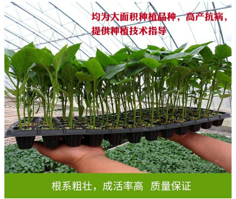基地直供特级尖椒苗螺丝椒苗圆椒苗抗病高产
