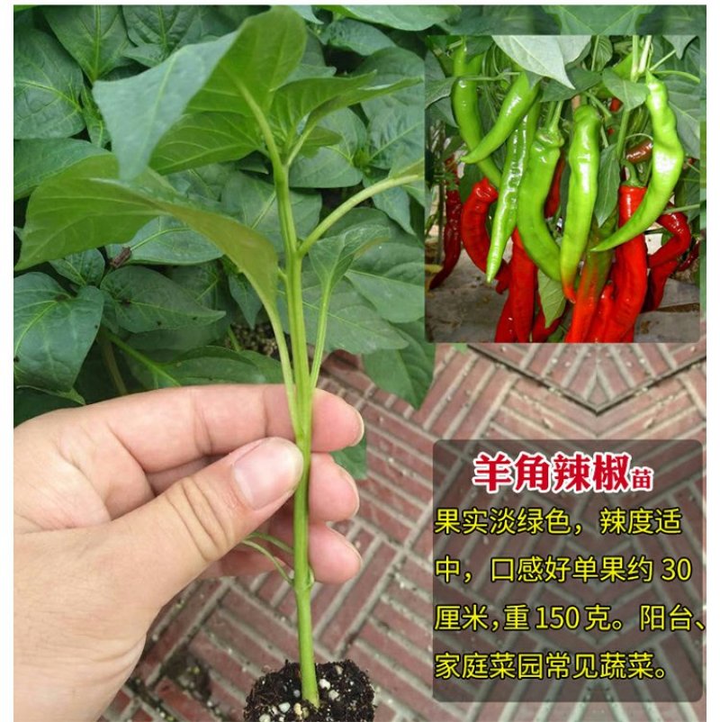 基地直供特级尖椒苗螺丝椒苗圆椒苗抗病高产