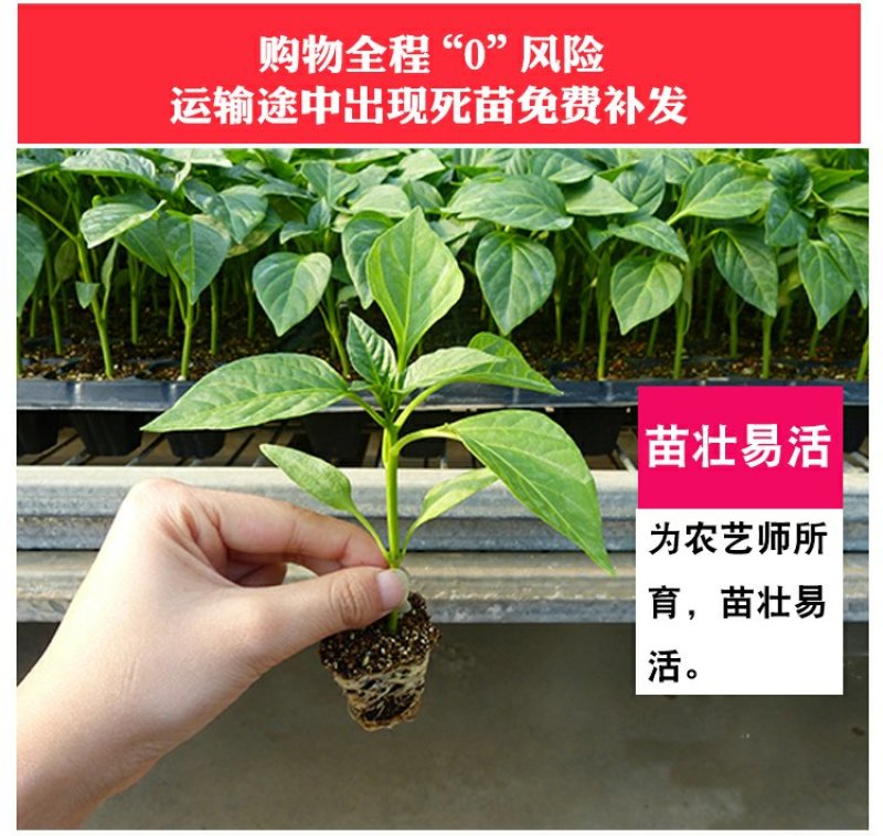基地直供特级尖椒苗螺丝椒苗圆椒苗抗病高产