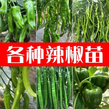 基地直供特级尖椒苗螺丝椒苗圆椒苗抗病高产