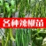 基地直供特级尖椒苗螺丝椒苗圆椒苗抗病高产