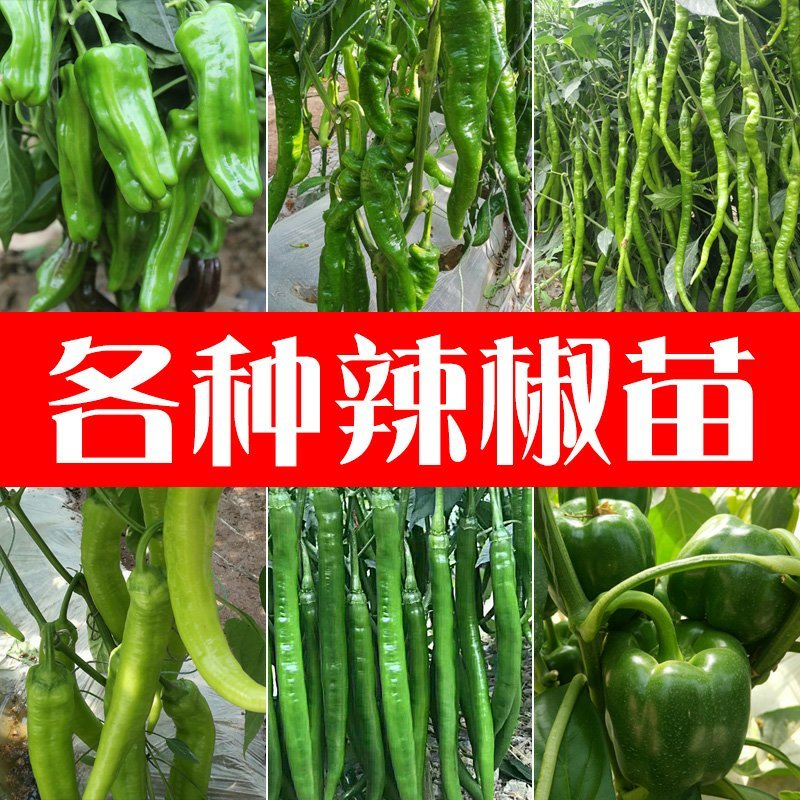 基地直供特级尖椒苗螺丝椒苗圆椒苗抗病高产