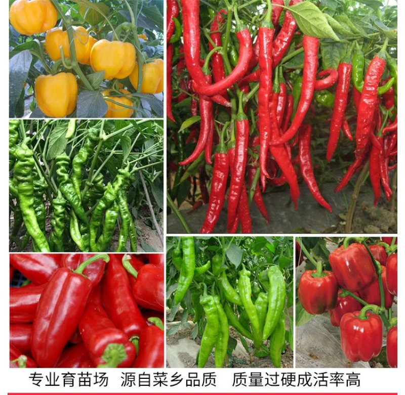 基地直供特级尖椒苗螺丝椒苗圆椒苗抗病高产