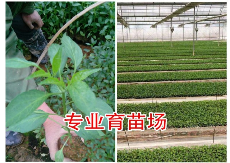 基地直供特级尖椒苗螺丝椒苗圆椒苗抗病高产
