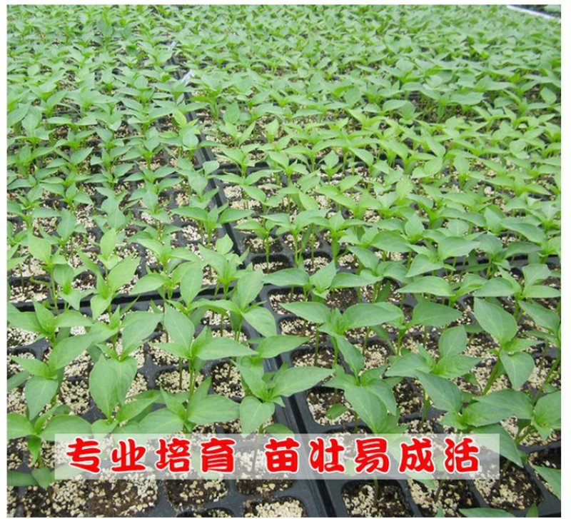 基地直供特级尖椒苗螺丝椒苗圆椒苗抗病高产
