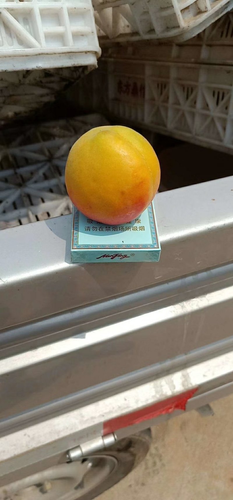 串枝红杏45mm以上