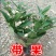 人参果树苗盆栽人参果苗带果发货可食用观果室内桌面盆栽盆景