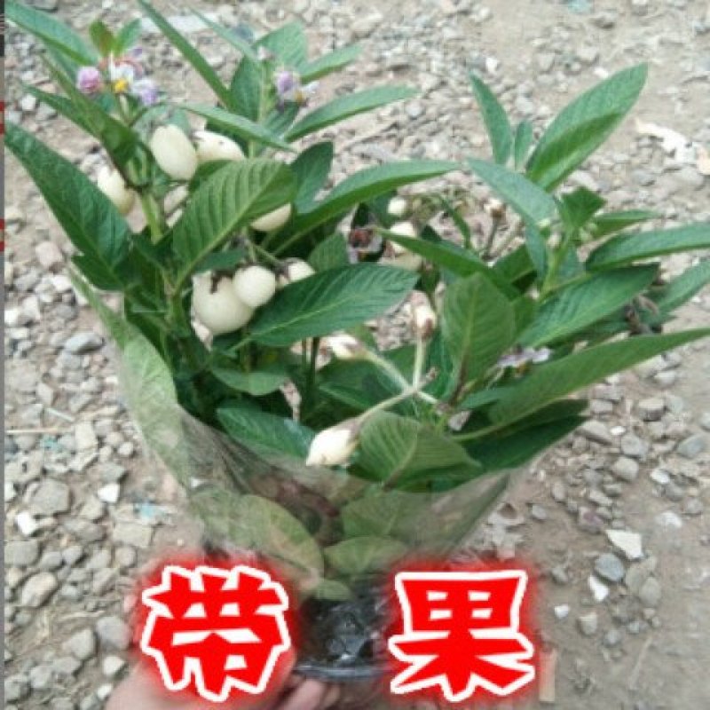 人参果树苗盆栽人参果苗带果发货可食用观果室内桌面盆栽盆景
